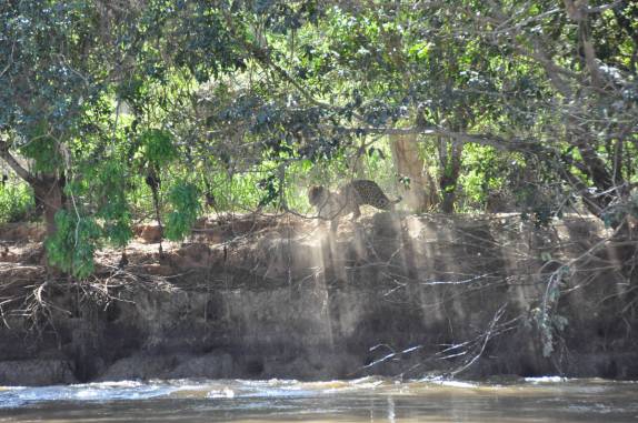 Onça observa capivaras escaparem de seu ataque em barranco no rio Cuiabá, região de Porto Jofre, no final da rodovia Transpantaneira, no Pantanal Norte, no Mato Grosso